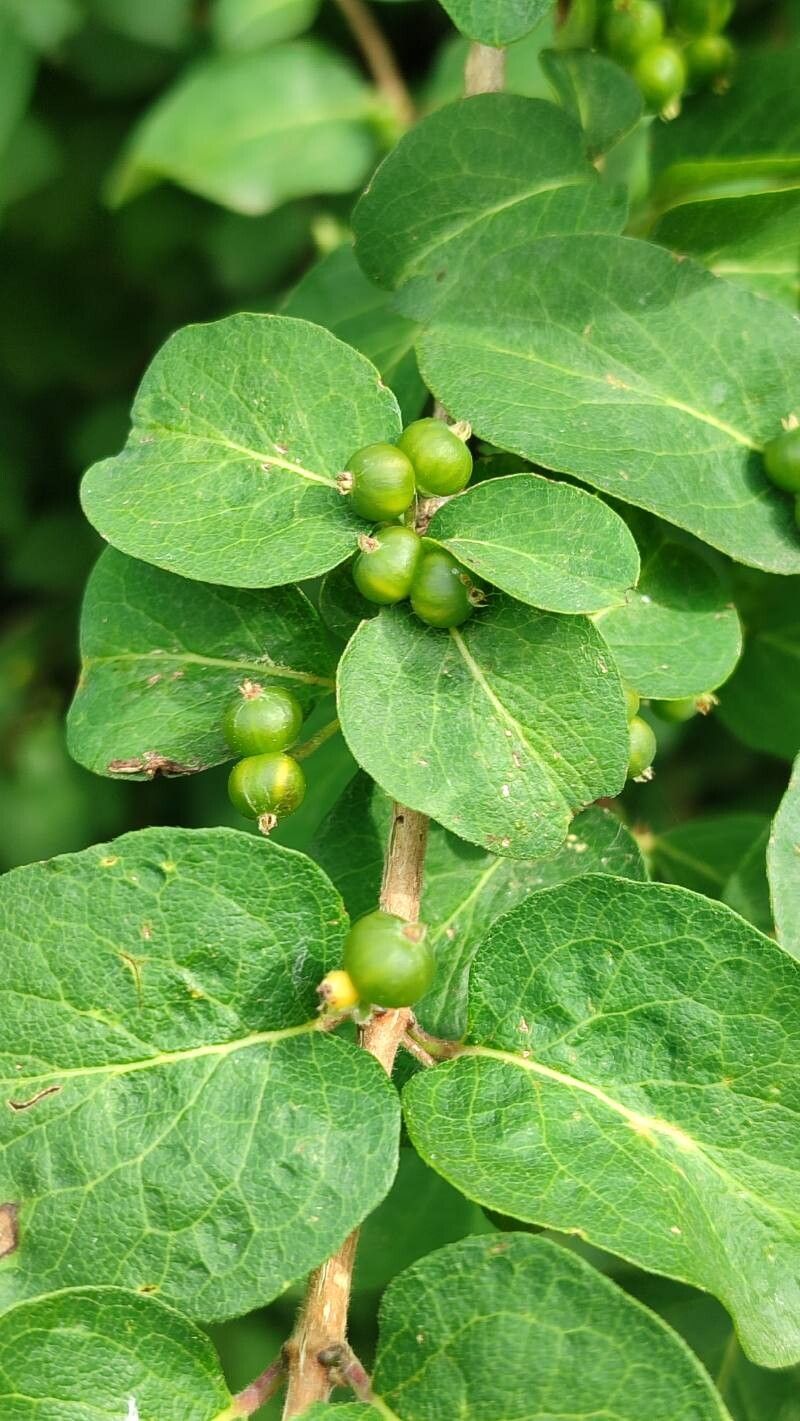 Lonicera iberica fruit