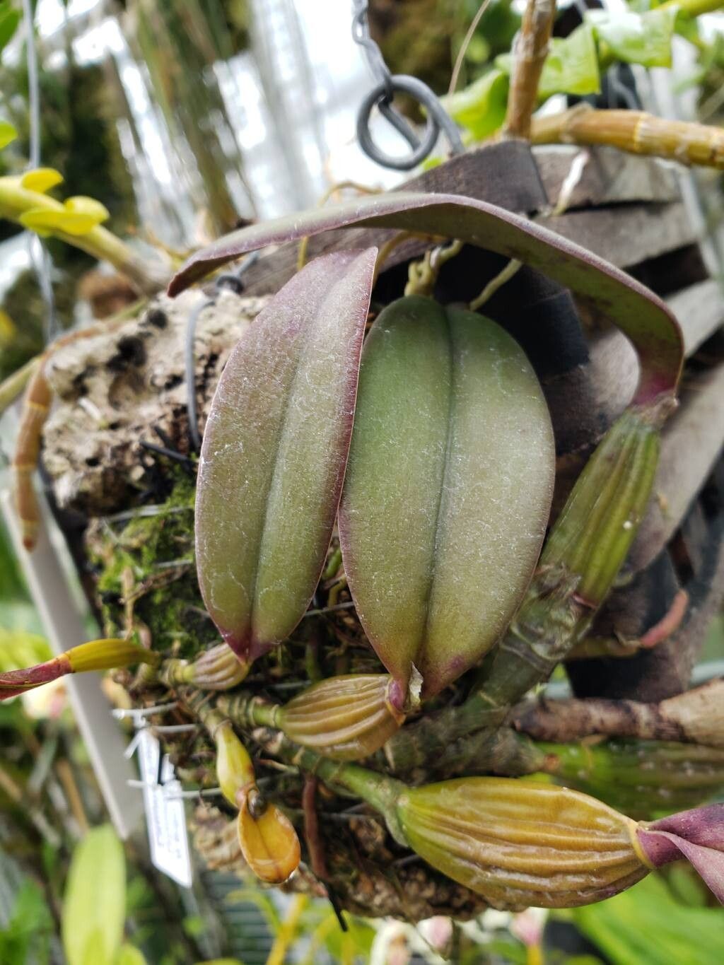 Cattleya luteola — houseplant care guide