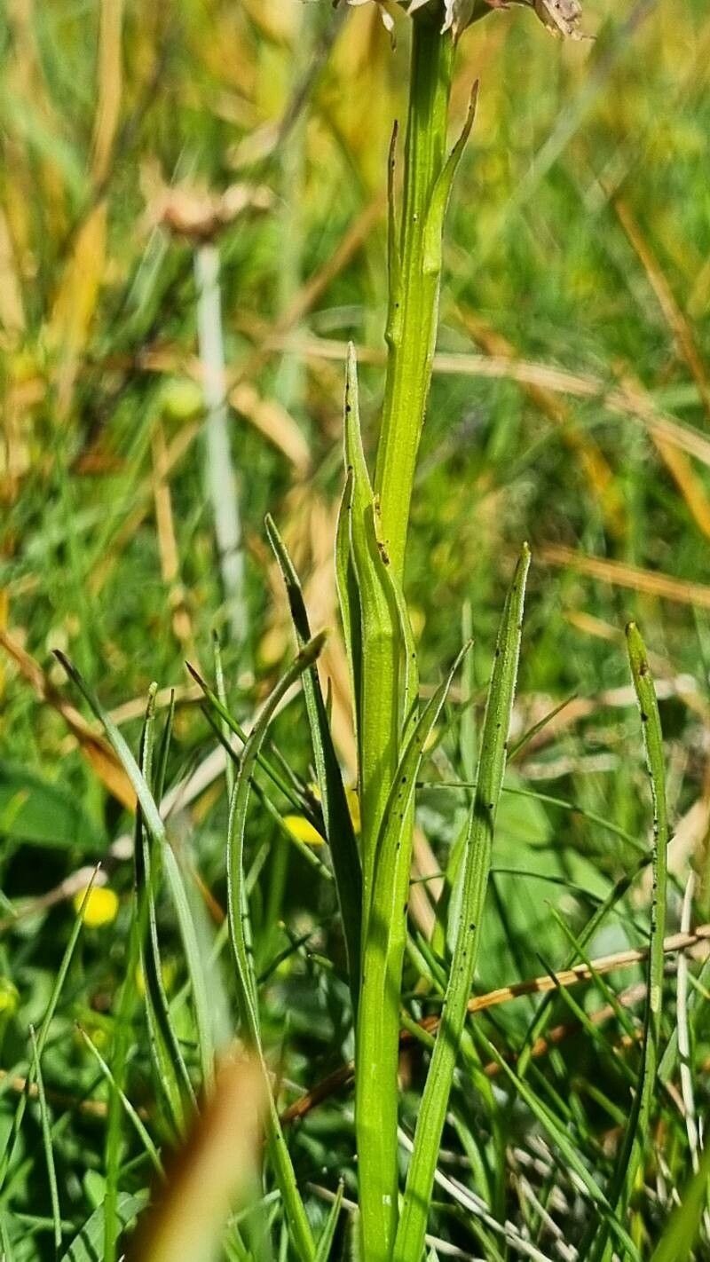 Gymnadenia lithopolitanica — houseplant care guide