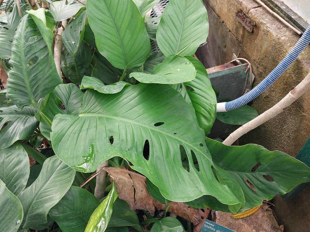 Schefflera albidobracteata