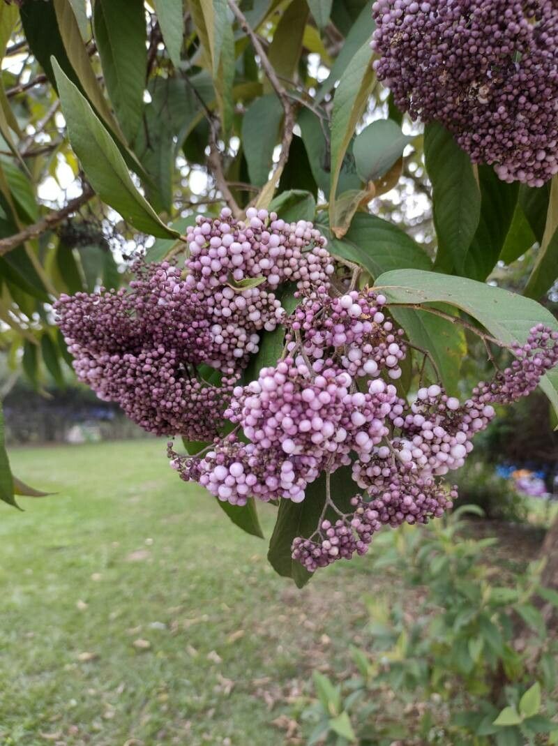 Callicarpa formosana flower