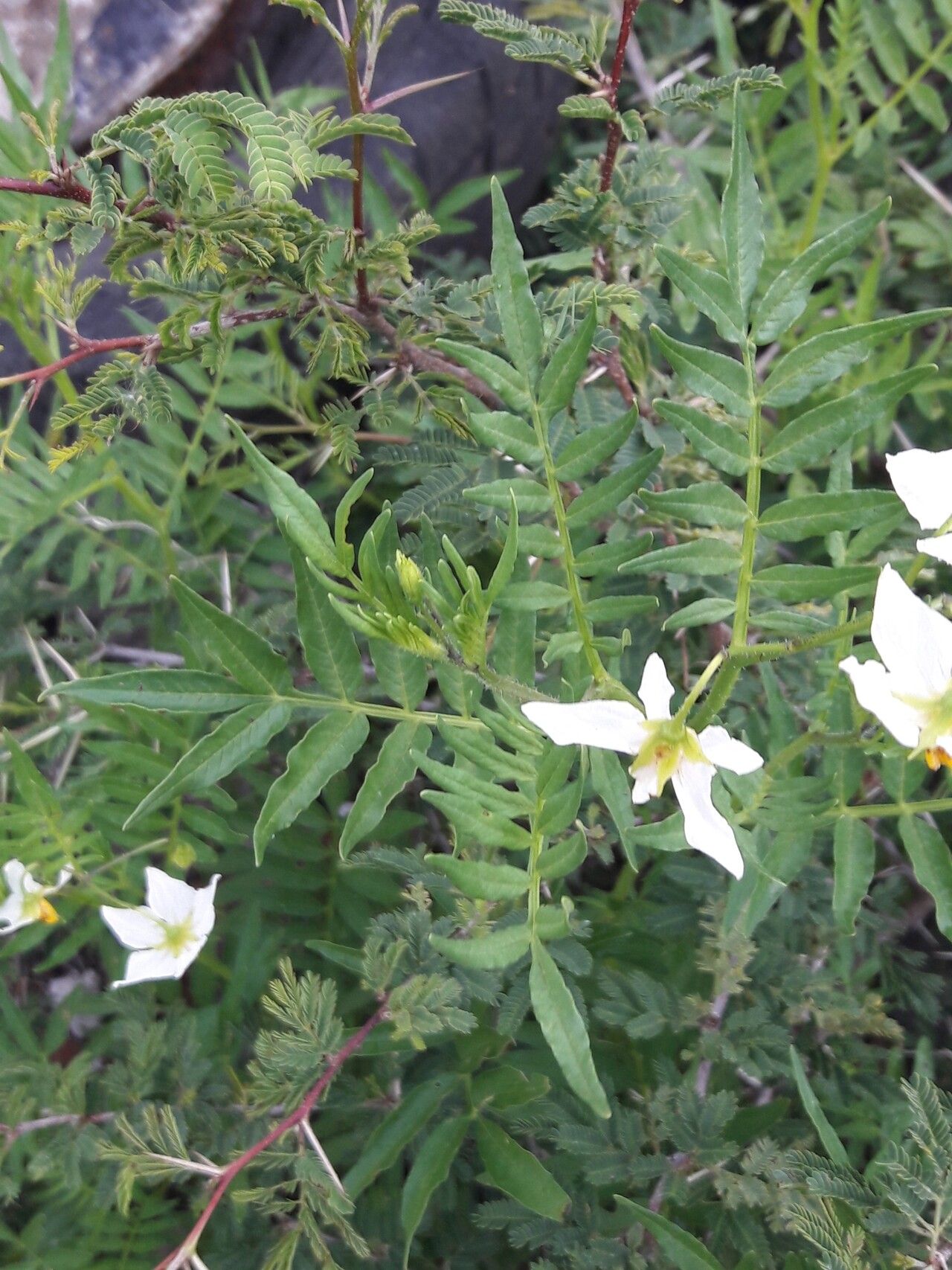 Solanum pinnatisectum habit