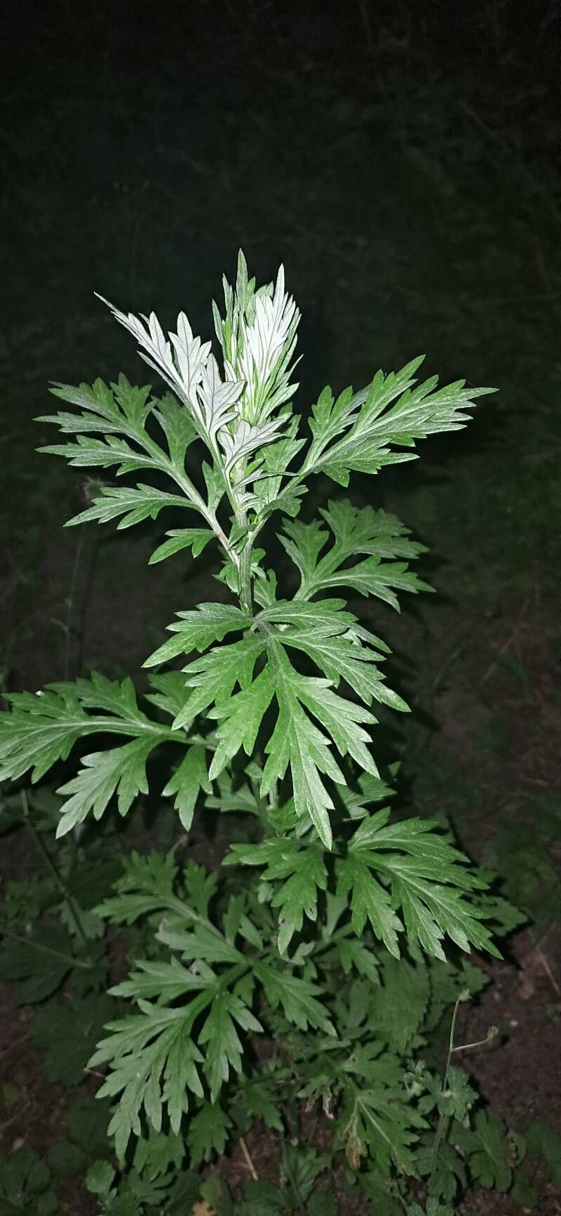 Artemisia indica — search result for 'Artemisia'