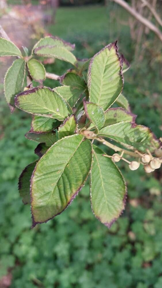 Clethra delavayi leaf