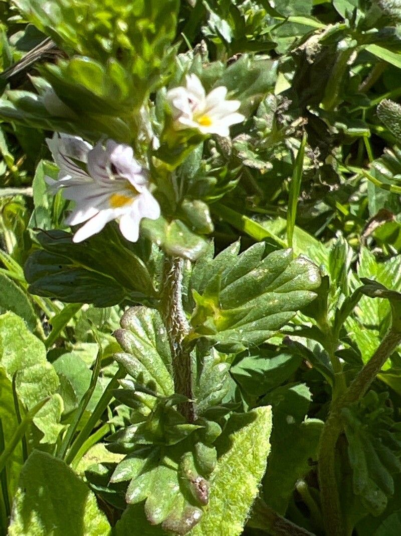 Euphrasia tetraquetra — search result for 'Euphrasia'