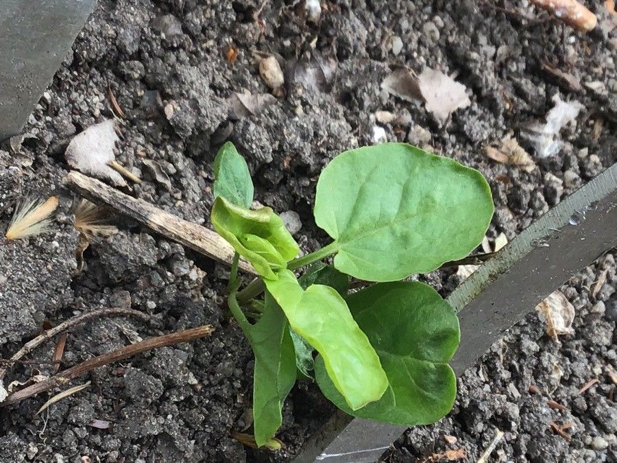 Dichroa febrifuga — search result for 'Hydrangeaceae'