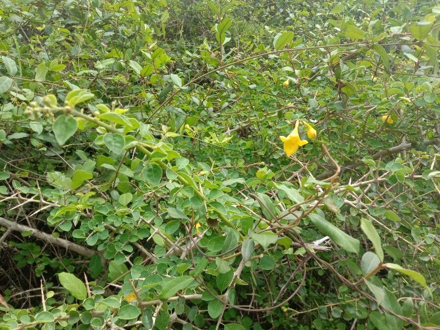 Gmelina asiatica — related species from the same genus