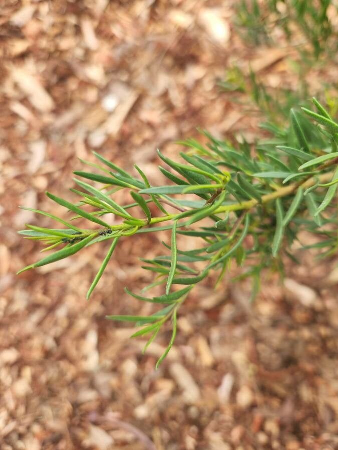 Eremophila alternifolia leaf