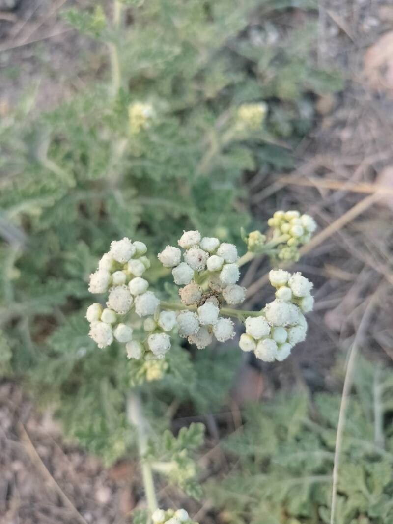 Parthenium confertum flower