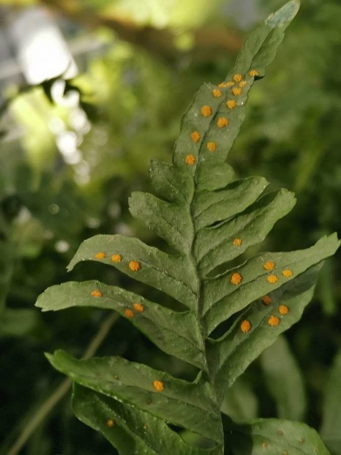 Polypodium californicum other