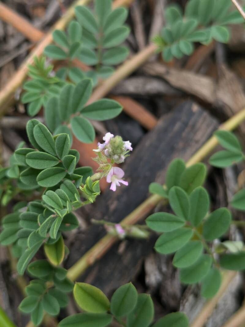 Indigofera microcarpa flower