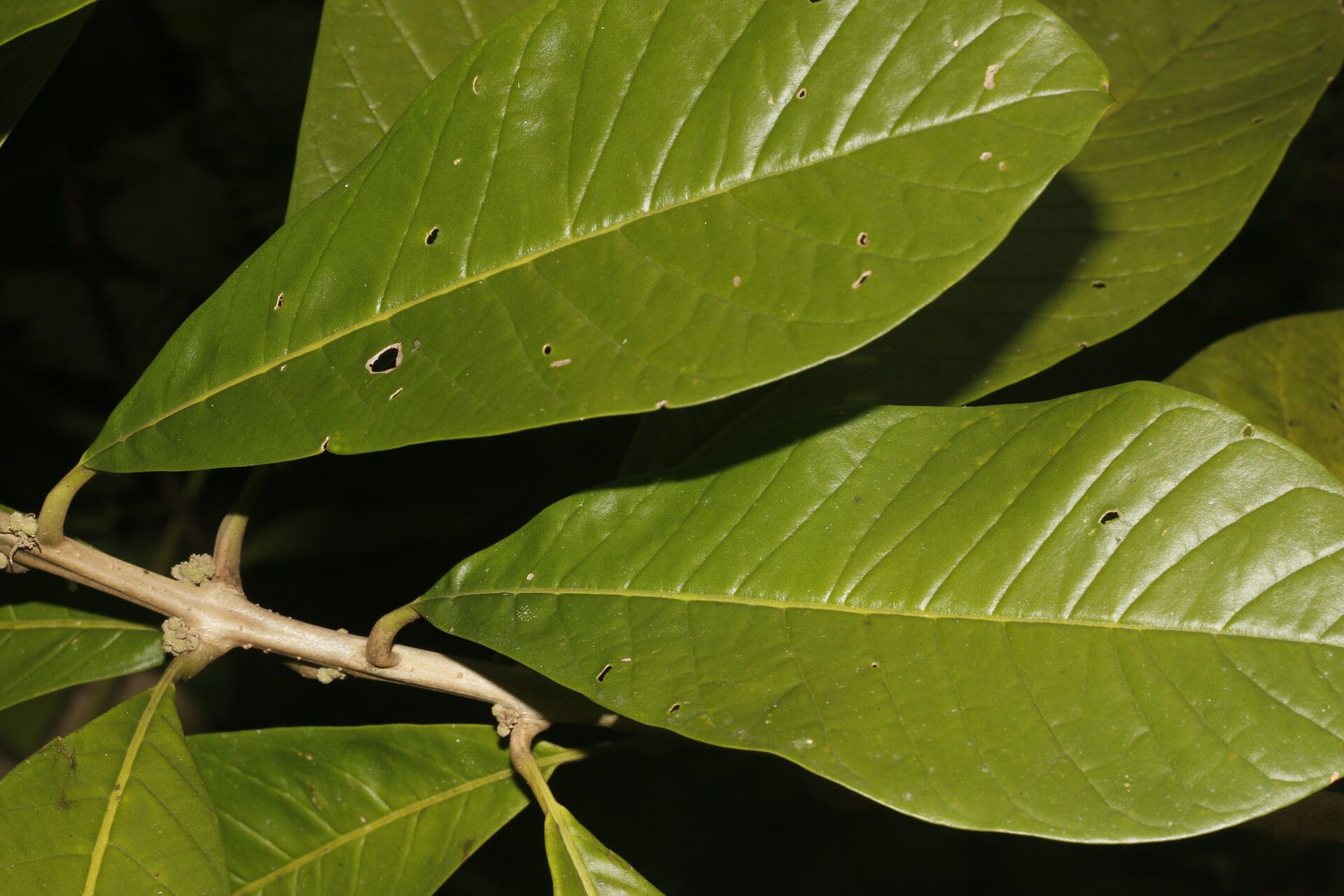 Aegiphila anomala — related species from the same genus