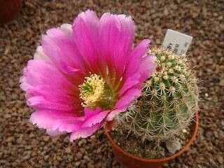 Echinocereus bonkerae flower