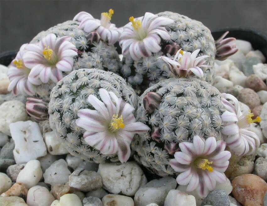 Mammillaria sanchez-mejoradae habit
