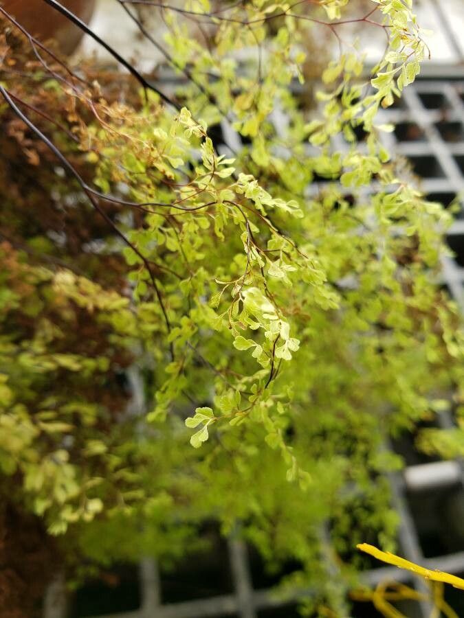 Cheilanthes microphylla — search result for 'Cheilanthes'