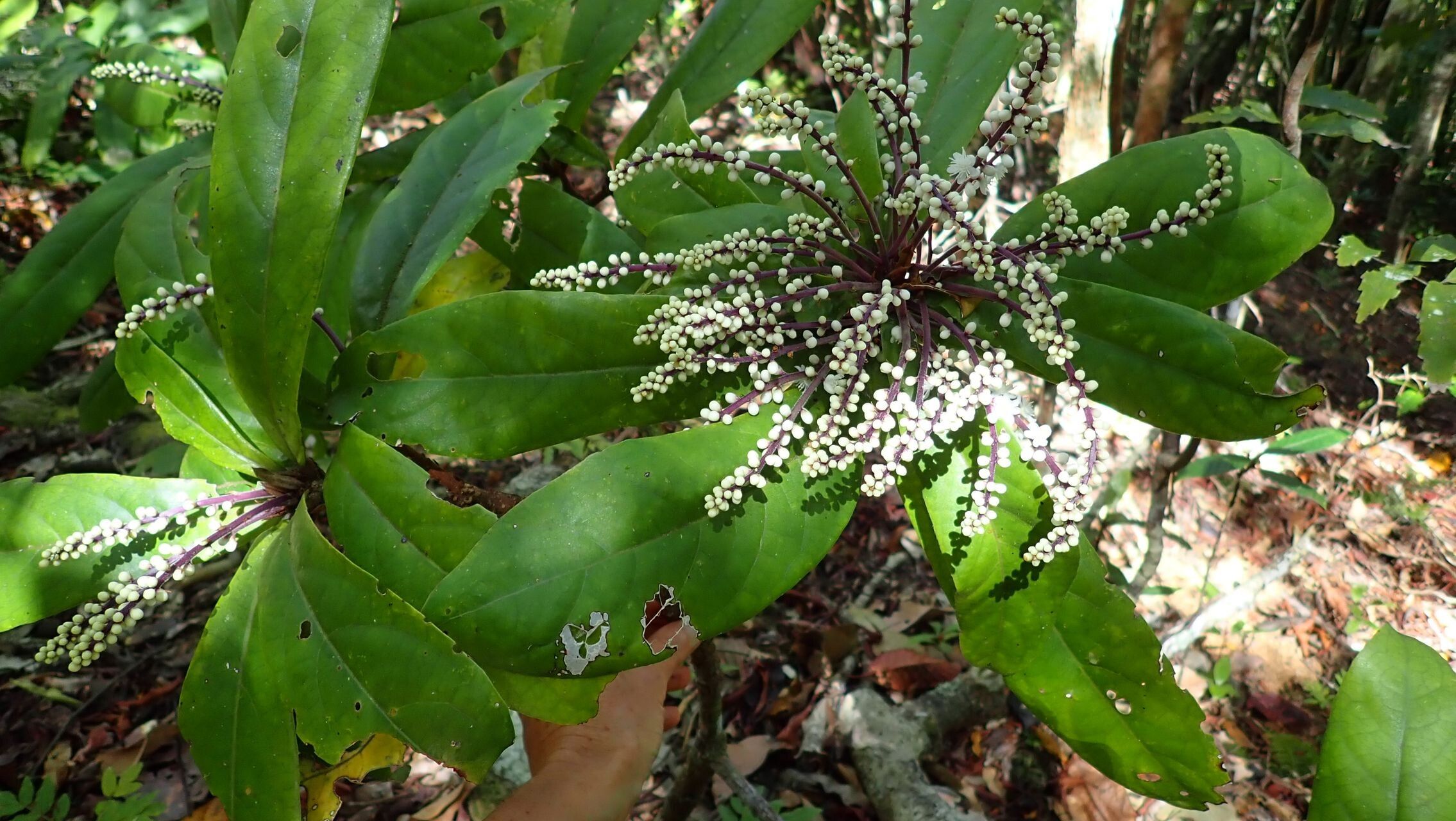 Symplocos caerulescens habit
