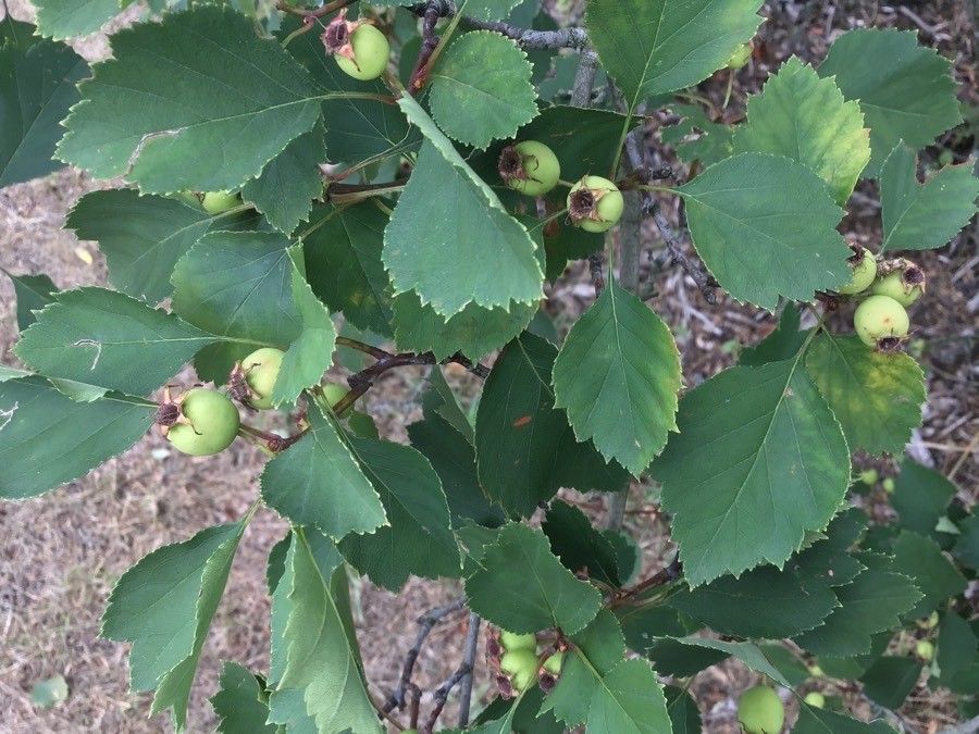 Crataegus intricata fruit