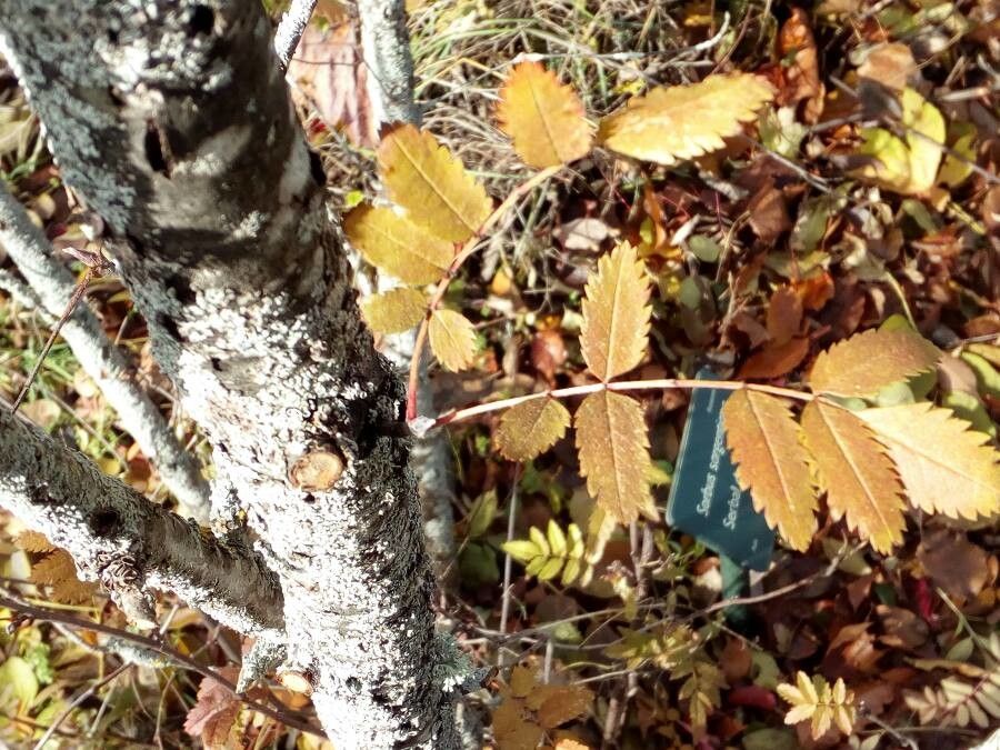 Sorbus sargentiana — houseplant care guide