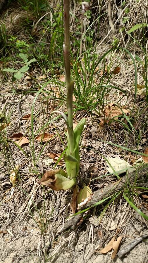 Himantoglossum adriaticum leaf