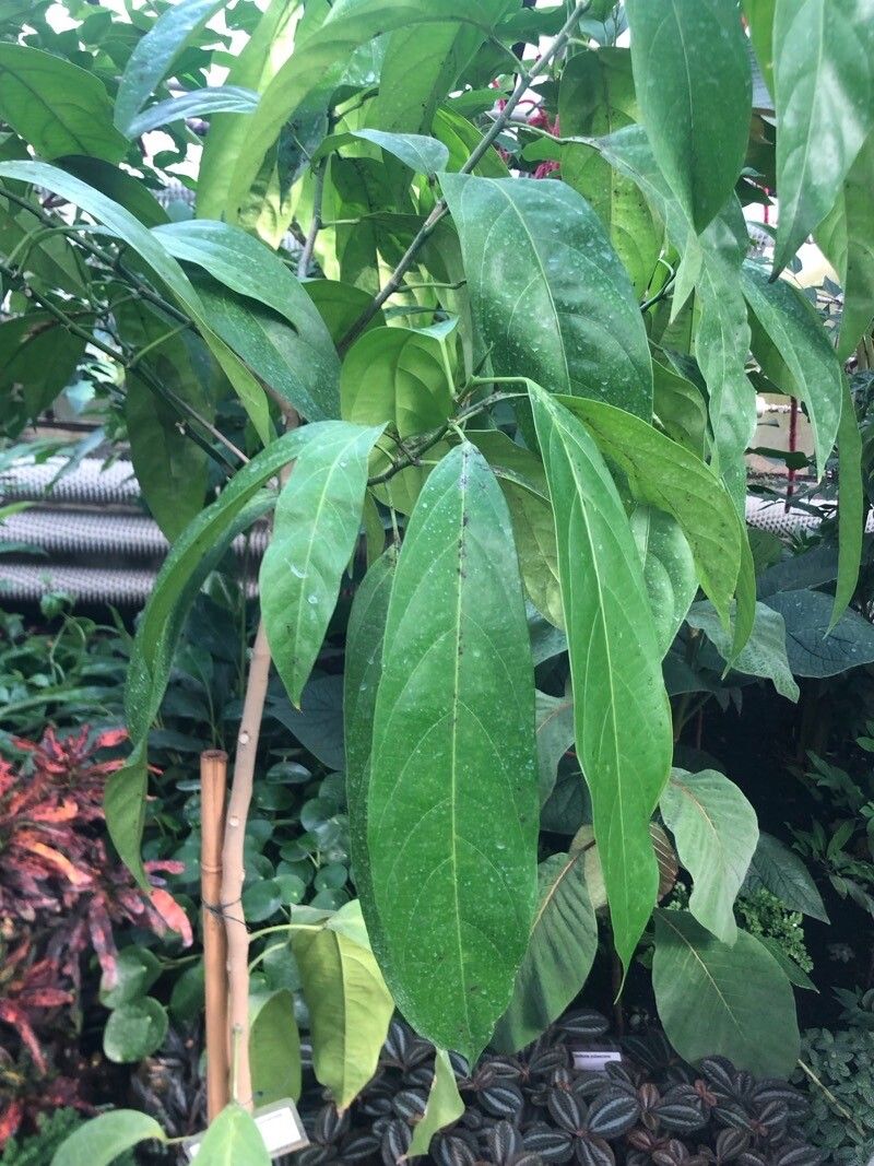 Caryodendron orinocense — related species from the same genus