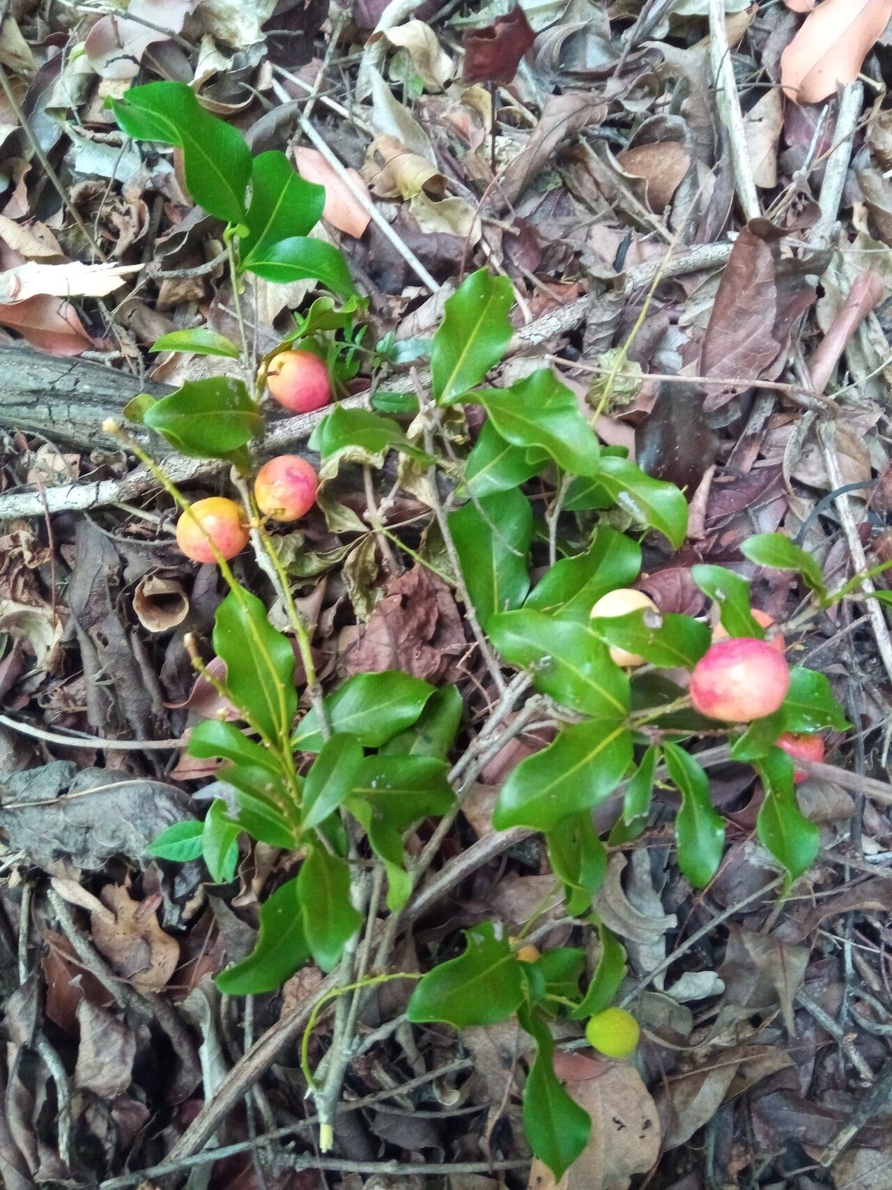 Lepisanthes perrieri fruit