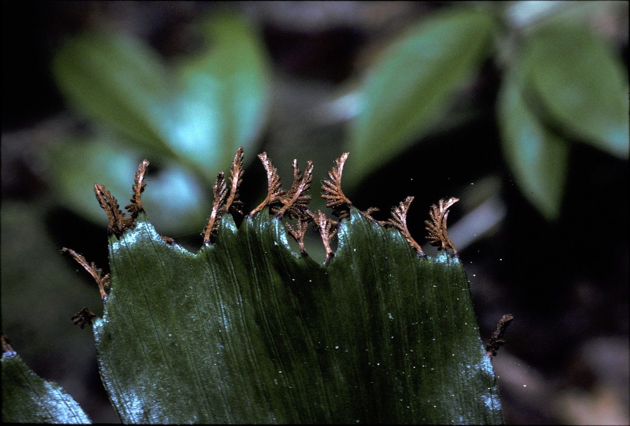 Schizaea elegans — related species from the same genus