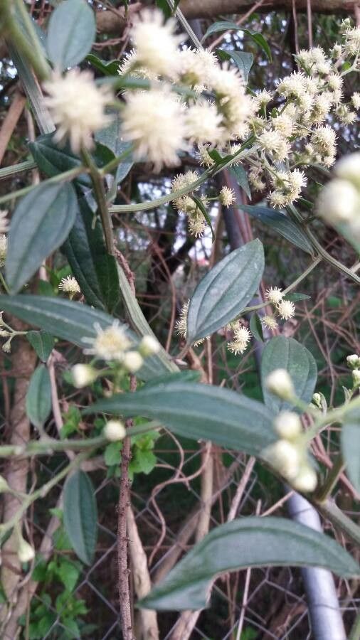 Solidago bicolor habit