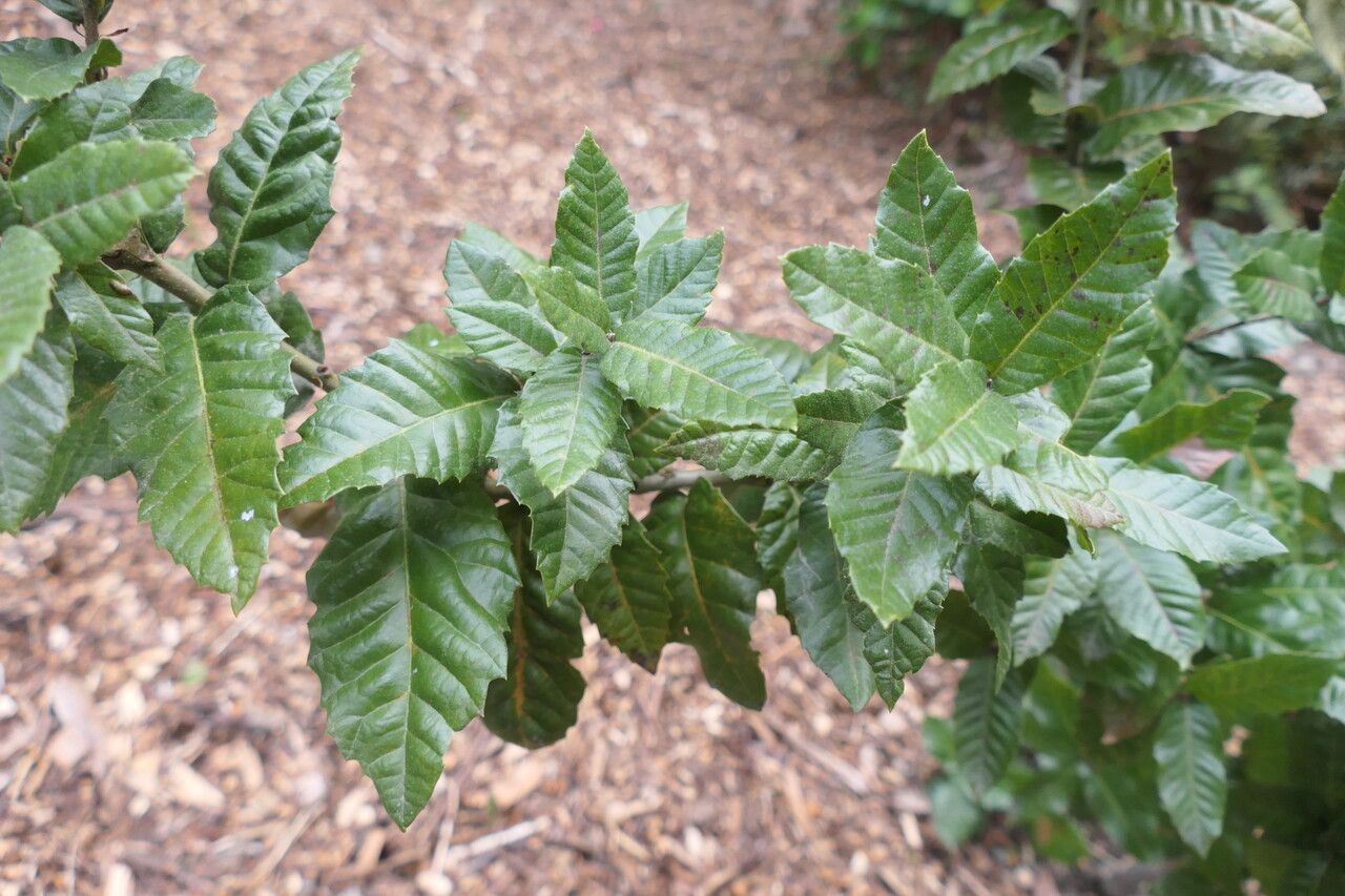 Quercus tomentella leaf