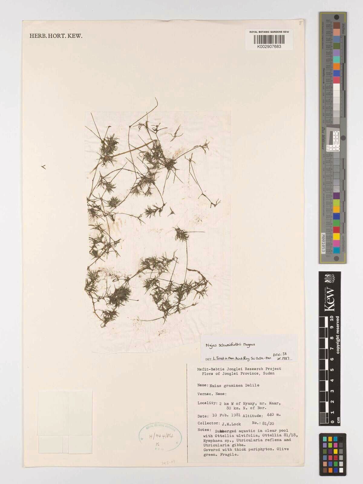 Najas schweinfurthii — search result for 'Najas'