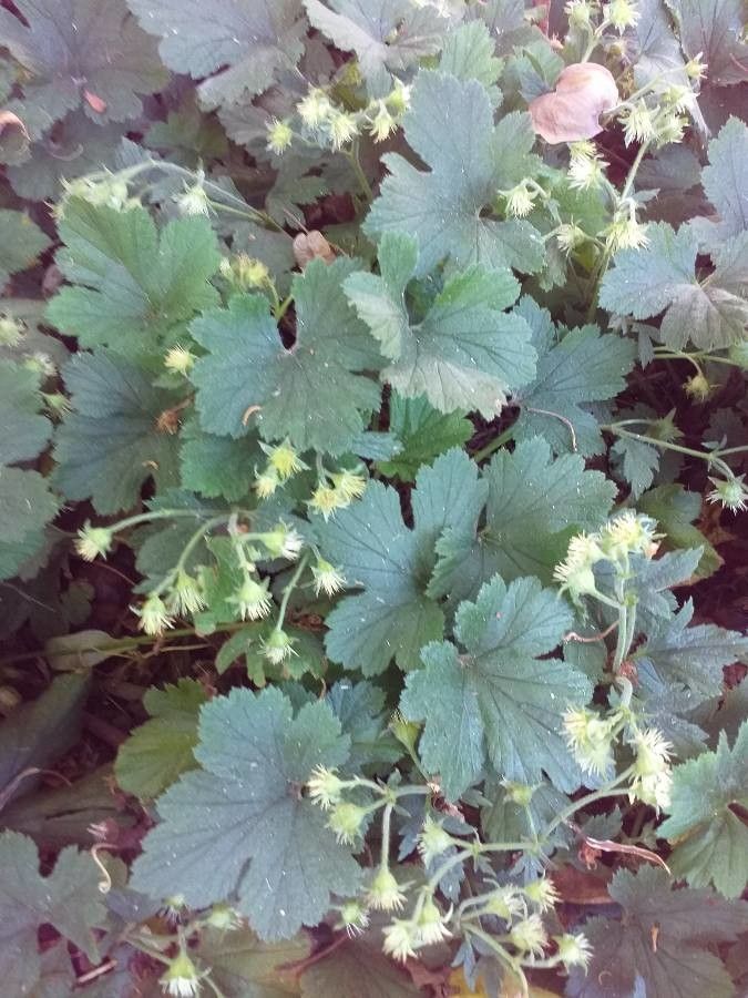 Waldsteinia geoides — related species from the same genus