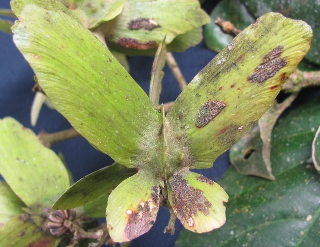 Tetrapterys monteverdensis — related species from the same genus