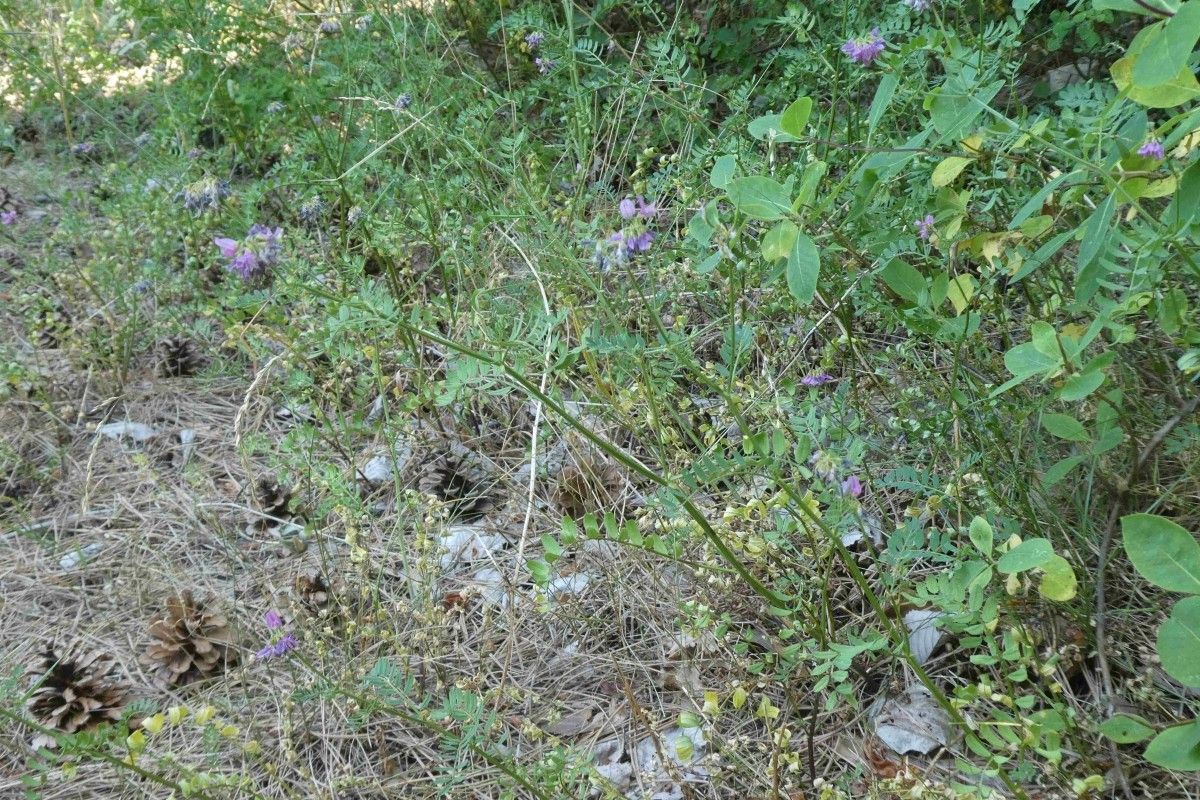 Oxytropis amethystea habit