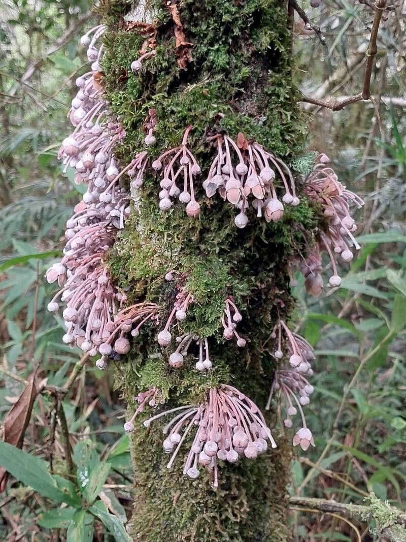 Diospyros decaryana other