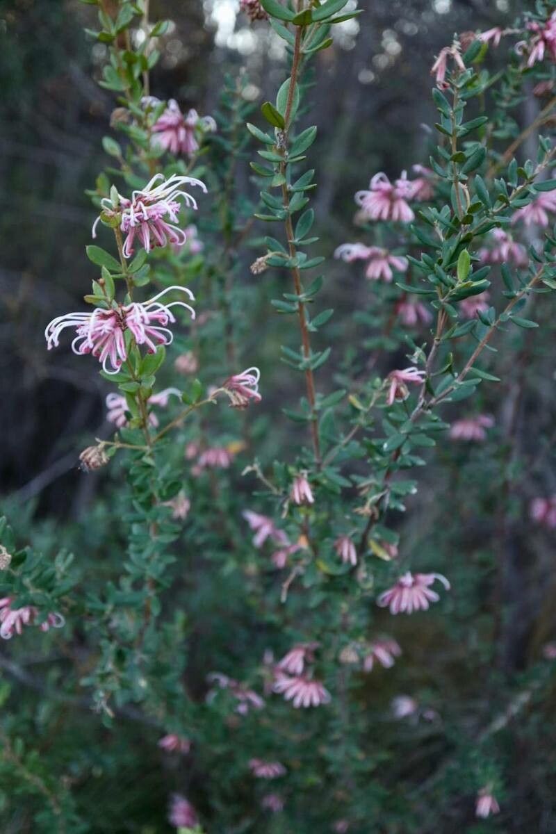 Grevillea sericea flower