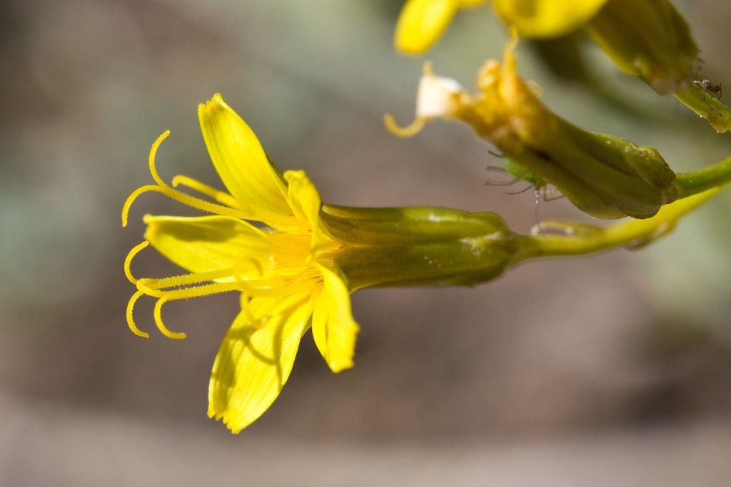 Crepis pleurocarpa flower