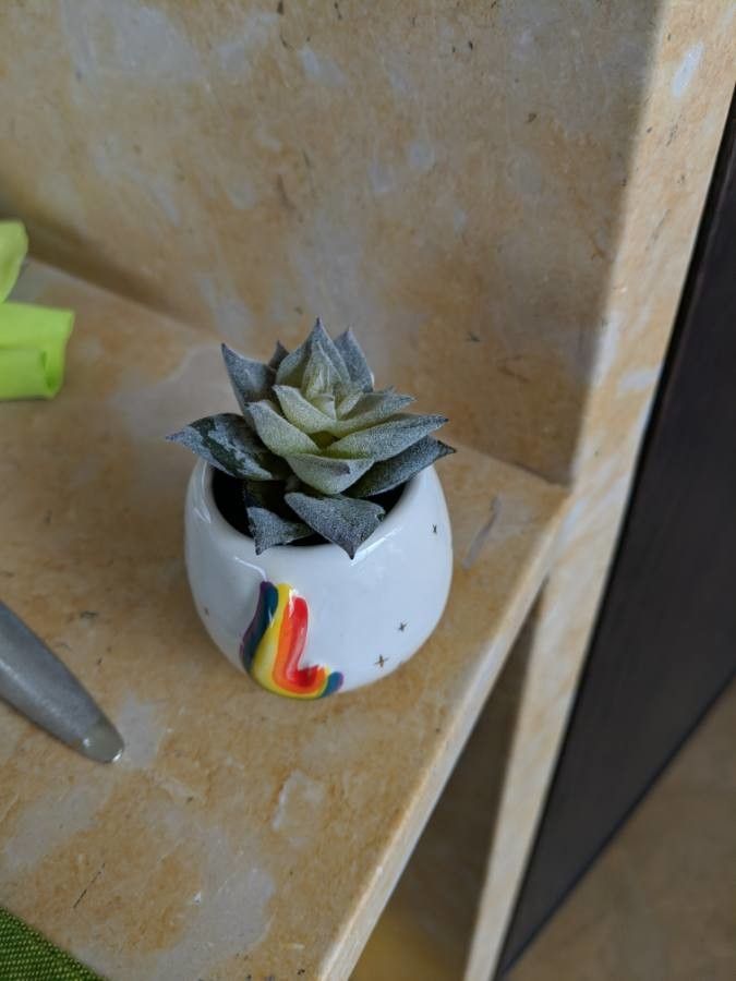 Dudleya abramsii — related species from the same genus