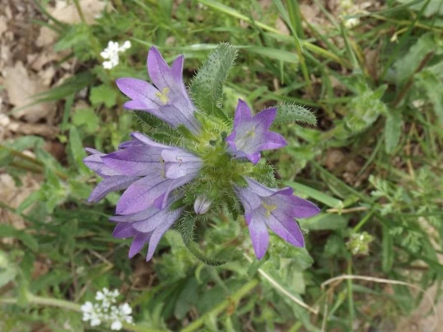 Campanula lingulata — houseplant care guide