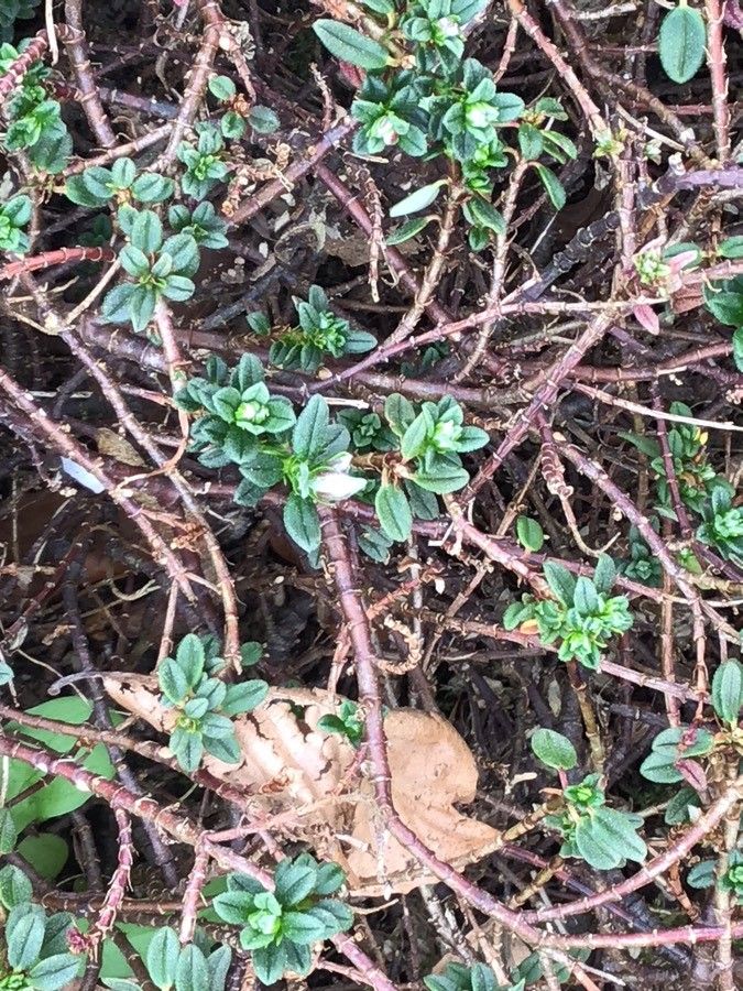 Helianthemum croceum — houseplant care guide