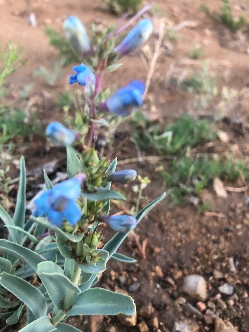 Penstemon angustifolius flower