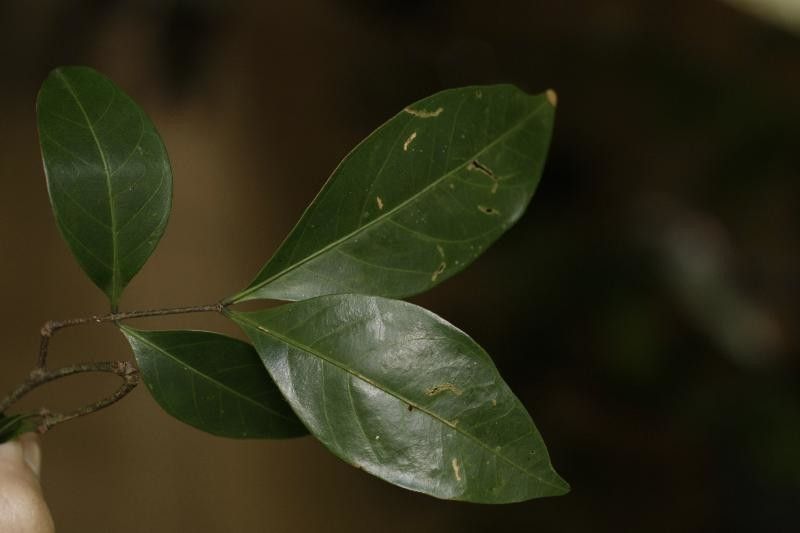 Inga loubryana — search result for 'Inga'