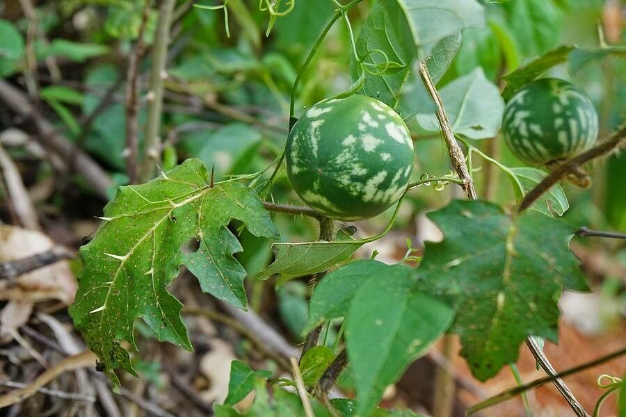 Solanum prinophyllum — houseplant care guide
