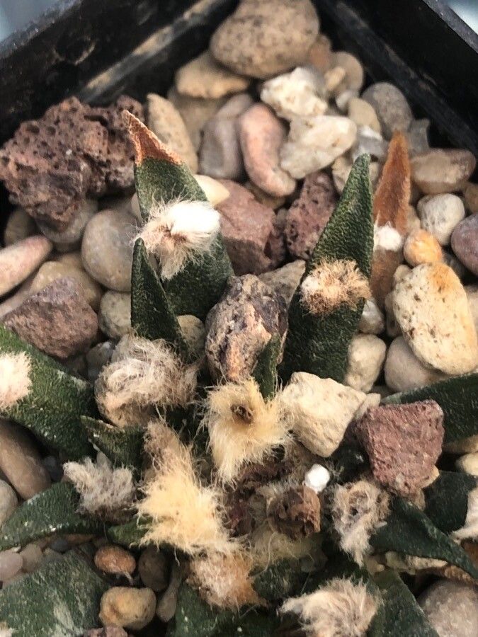 Ariocarpus agavioides — related species from the same genus