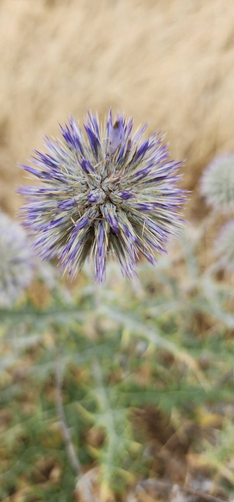 Echinops chardinii flower