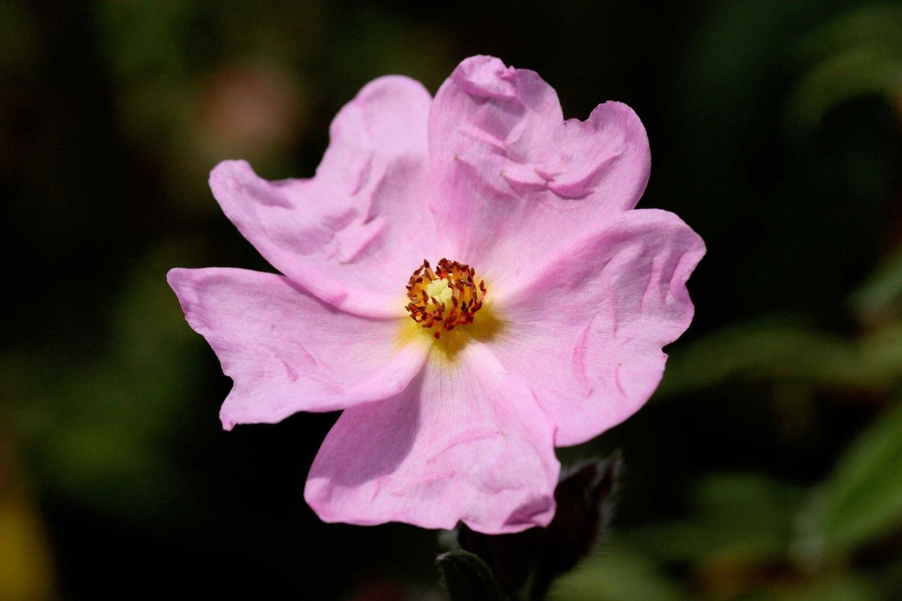 Cistus × skanbergii flower