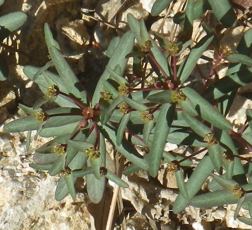 Euphorbia gayi flower