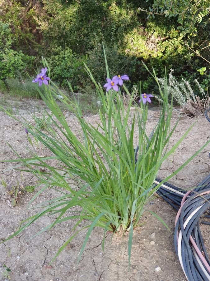Sisyrinchium mucronatum — search result for 'Sisyrinchium'