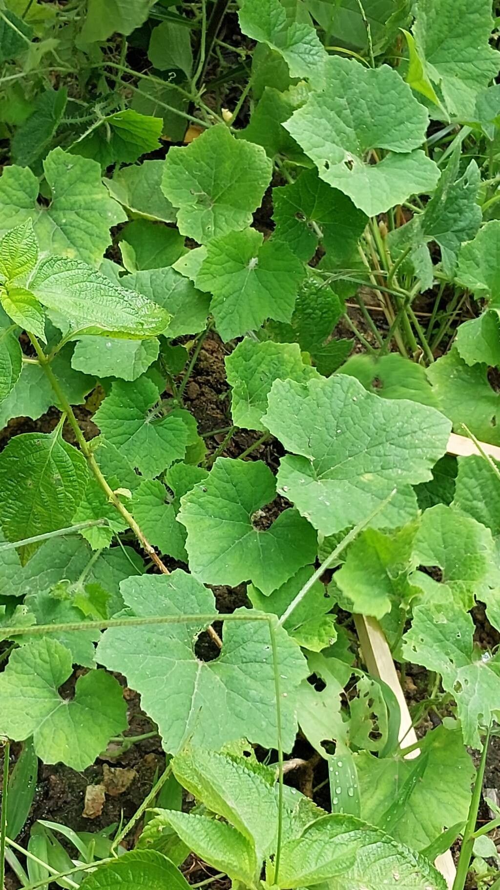 Cucumis sacleuxii habit