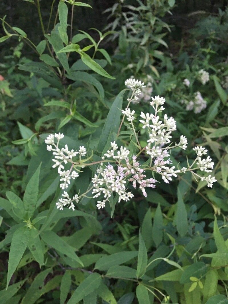 Eupatorium sessilifolium flower