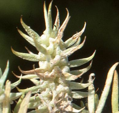 Achillea falcata fruit