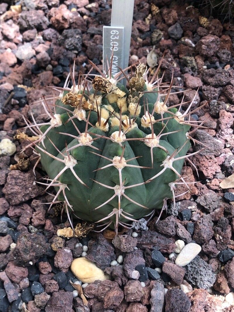 Gymnocalycium nigriareolatum leaf